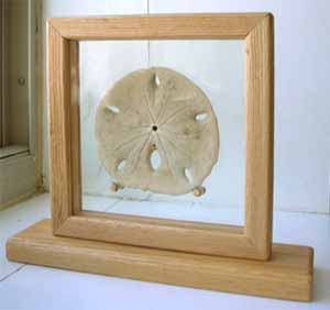 sand-dollar display