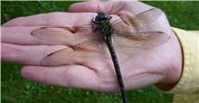 dragon fly